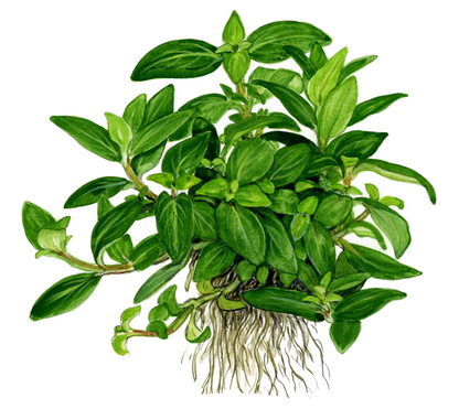 TROPICA 1-2-GROW! STAUROGYNE REPENS