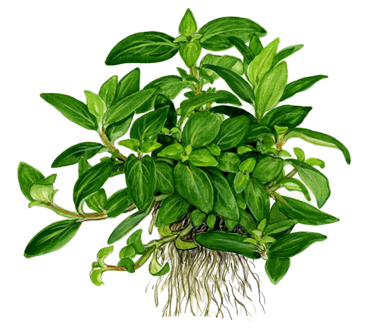 TROPICA 1-2-GROW! STAUROGYNE REPENS