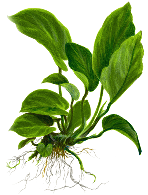 TROPICA XL POT ANUBIAS BARTERI VAR. CALADIIFOLIA