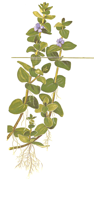 TROPICA 1-2-GROW! BACOPA CAROLINIANA