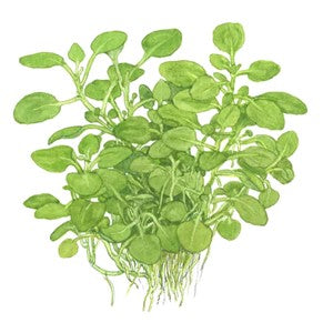 TROPICA 1-2-GROW! LOBELIA CARDINALIS 'MINI'