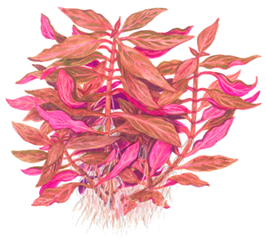TROPICA ALTER. REIN. 'ROSANERVIG'