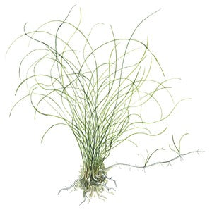 TROPICA POTTED ELEOCHARIS PARVULA