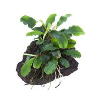 TROPICA BUCE. PYGMAEA 'WAVY GREEN' ON LAVA STONE