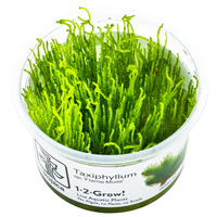 TROPICA 1-2-GROW! TAXI. 'FLAME MOSS'