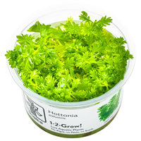 TROPICA 1-2-GROW! HOTTONIA PALUSTRIS