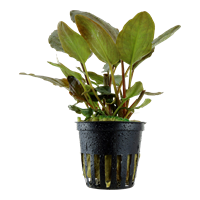 TROPICA POTTED PLANT LAGENANDRA MEEBOLDII 'RED'