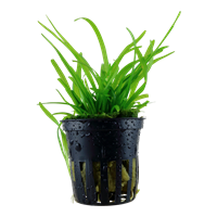TROPICA POTTED SAGITTARIA SUBULATA
