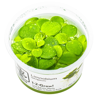 TROPICA 1-2-GROW! LIMNOBIUM LAEVIGATUM