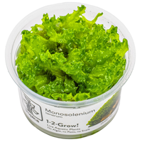 TROPICA 1-2-GROW! M. TENERUM