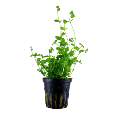 TROPICA POTTED BACOPA AUSTRALIS