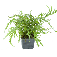 TROPICA BOLBITIS HEUDELOTII XL