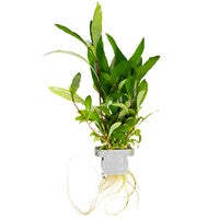 TROPICA POTTED PLANT HYGROPHILA CORYMBOSA 'SIAMENSIS 53B'