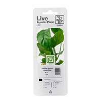 TROPICA PLANT PACK ANUBIAS BARTERI 'CALADIIFOLIA'