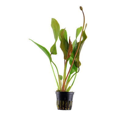TROPICA POTTED ECHIN. 'RED DIAMOND'