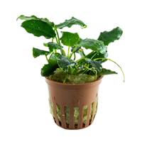 TROPICA POTTED ANUBIAS BARTERI 'KIRIN'