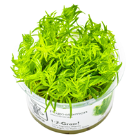 TROPICA 1-2-GROW! POGOSTEMON DECCANENSIS