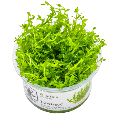 TROPICA 1-2-GROW! GRATIOLA VISCIDULA