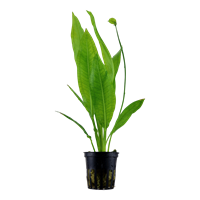 TROPICA POTTED ECHIN. 'BLEHERAE'