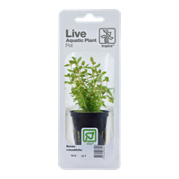 TROPICA PLANT PACK ROTALA ROTUNDIFOLIA