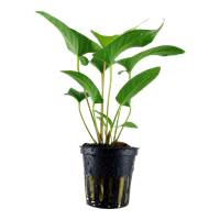 TROPICA POTTED PLANT ANUBIAS GRACILIS