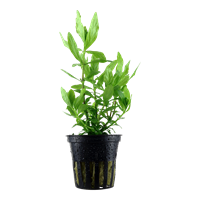TROPICA POTTED PLANT HYGROPHILA POLYSPERMA