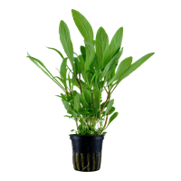 TROPICA POTTED HYGROPHILA 'COSTATA'