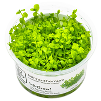 TROPICA 1-2-GROW! MICRAN. TWEEDIEI 'MONTE CARLO'