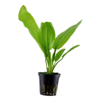 TROPICA POTTED ECHIN. 'FLUITANS'