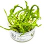 TROPICA 1-2-GROW! CRYPT. CRISPATULA