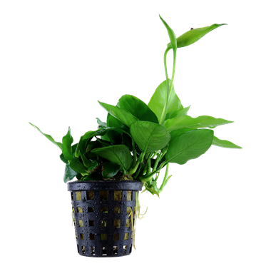 TROPICA POTTED ANUBIAS BARTERI 'LARGE'