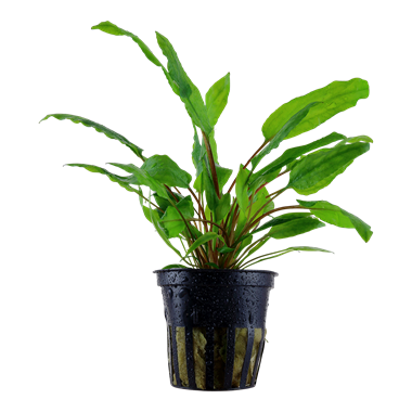 TROPICA POTTED CRYPT. WENDTII 'GREEN'