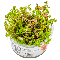 TROPICA 1-2-GROW! ROTALA ROT. 'BLOOD RED'