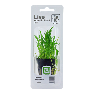 TROPICA PLANT PACK LILAEOPSIS BRASILIENSIS
