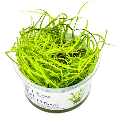 TROPICA 1-2-GROW! JUNCUS REPENS