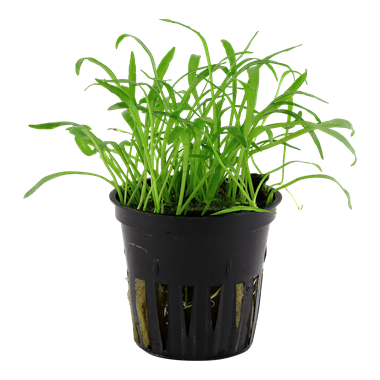TROPICA POTTED LILAEOPSIS BRASILIENSIS