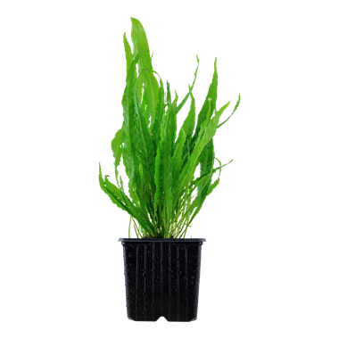 TROPICA XL POT MICROSORUM PTEROPUS