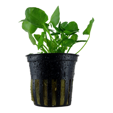 TROPICA POTTED NYMPH. HYDRO. 'TAIWAN'
