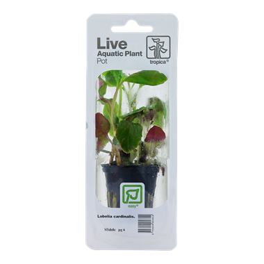 TROPICA PLANT PACK LOBELIA CARDINALIS