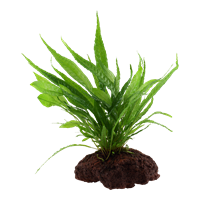 TROPICA MICROSORUM PTEROPUS ON LAVA STONE