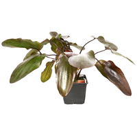 TROPICA XL POT ECHINODORUS 'OZELOT'