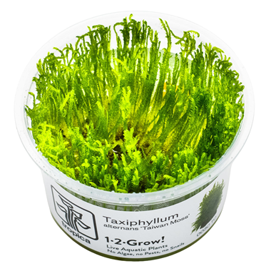 Tropica 1-2-Grow! Taiwan Moss