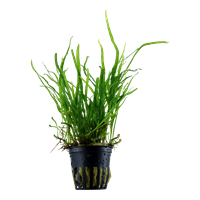 TROPICA POTTED PLANT MICROSORUM PTEROPUS 'TRIDENT'