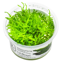 TROPICA 1-2-GROW! 'CHRISTMAS MOSS'