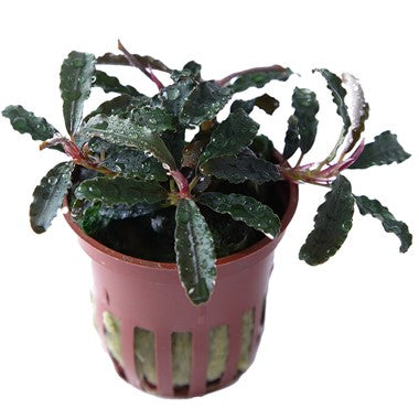 TROPICA POTTED BUCE. 'KEDAGANG'