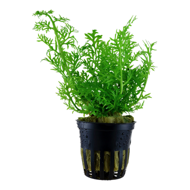 TROPICA POTTED CERATOPTERIS