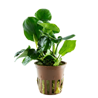 TROPICA POTTED ANUBIAS BARTERI 'COIN LEAF'