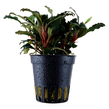 TROPICA POTTED BUCE. 'RED'