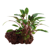 TROPICA CRYPT. BECKETTII 'PETCHII' ON LAVA STONE