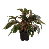 TROPICA XL POT CRYPT. WENDTII 'TROPICA'